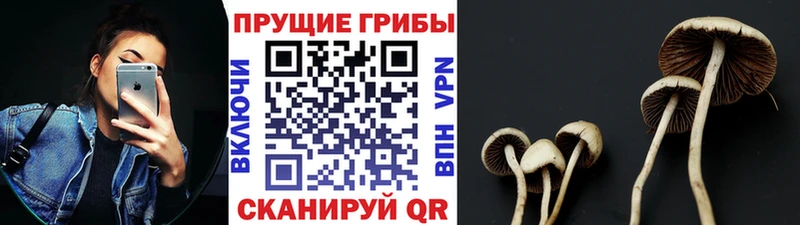 Псилоцибиновые грибы мицелий  Павлово 